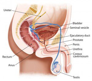 Prostate health