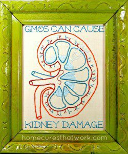 GMO kidney damage by flickr Hey Paul Studios