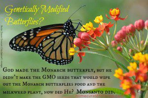 monarch GMO by flickr Dave Govoni (Va bene!)