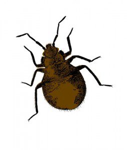 bed bug illustration dreamstime 17605864