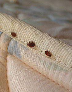 bed bugs in hotel