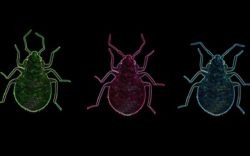 640 neon bed bugs dreamstime 17328561