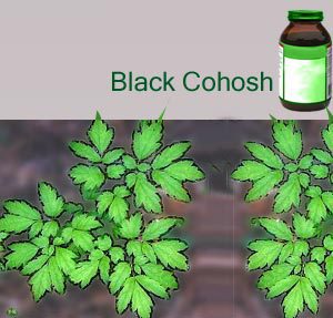 black cohosh