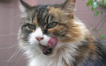 Cat lick by flickr mark fosh