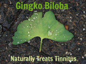 Gingko Biloba Naturally TreatsTinnitus by Flickr Nemos great uncle