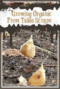 Growing planting garlic by Chiot's Run