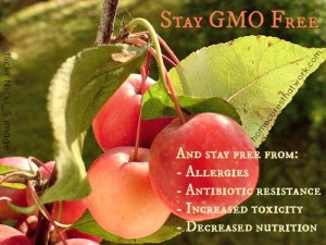 Stay Free from GMO by flickr Nicki_S