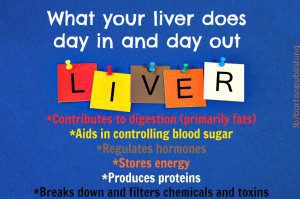 what your liver does day in and day out