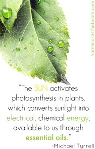 photosynthesis into energy into essential oils
