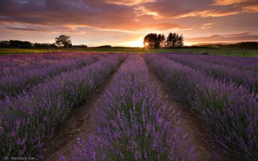 640 lavender by flickr chris gin
