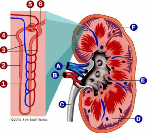 Saunders Kidney diagram