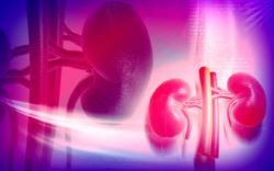 Bigstock kidney 86106614
