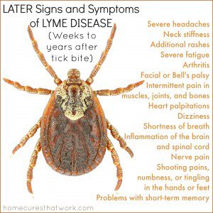 later signs and symptoms of lyme disease