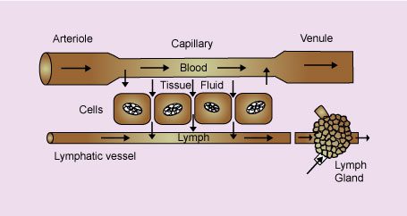 Function of Lymph System