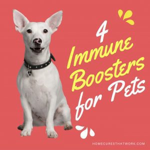 4 immune boosters for pets