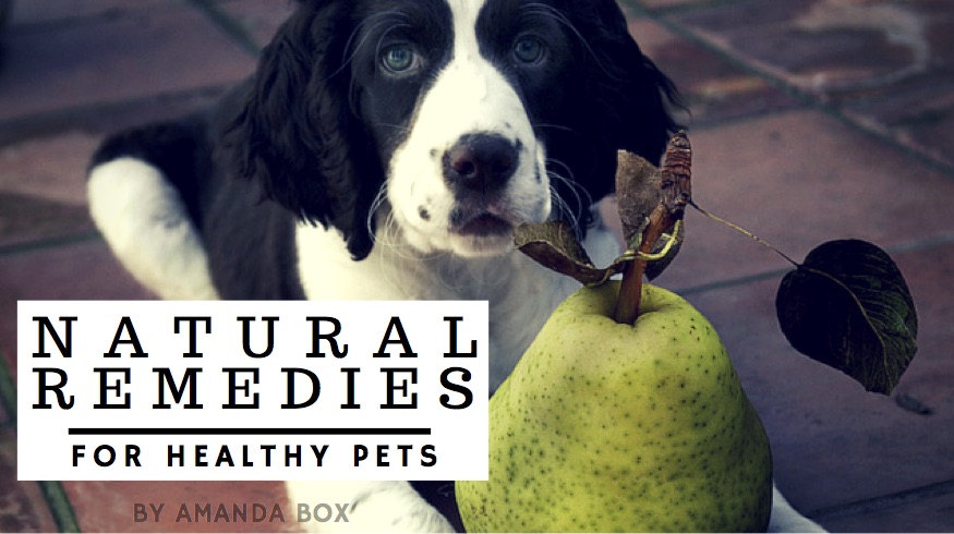 natural remedies for healthy pets