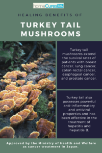 Healing properties of Turkey Tail mushrooms