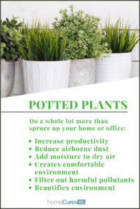 potted plants for longevity