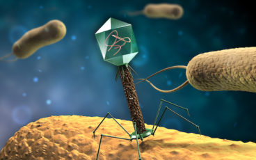 Phages—the Secret Weapon Against Antibiotic Resistant Bacteria