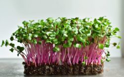 Bigstock micro green sprouts of radish 414228146 low