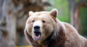 The “bear” necessities of life