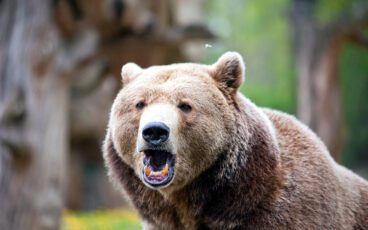 The “bear” necessities of life